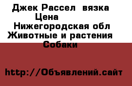 Джек Рассел, вязка › Цена ­ 3 000 - Нижегородская обл. Животные и растения » Собаки   